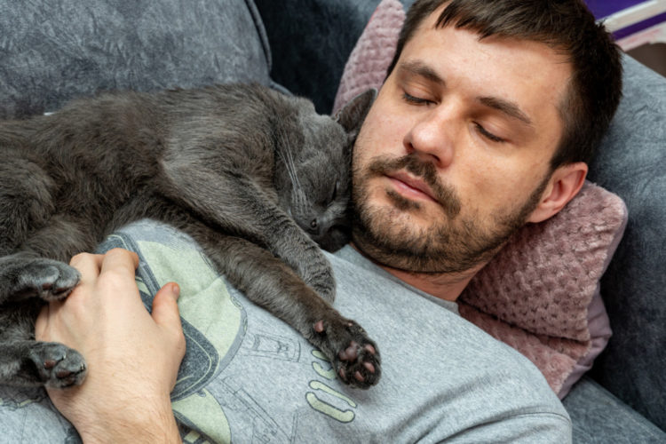 Счастливый серый кот спит, обнимает на плече, на груди у мужчины