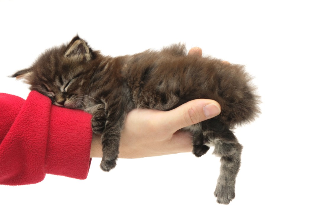 котенок спит на руке человека