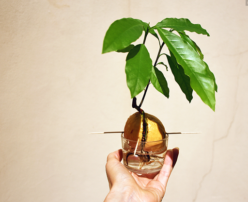Как вырастить авокадо из косточки?