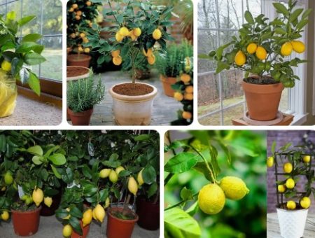 Как вырастить лимоны в домашних условиях?