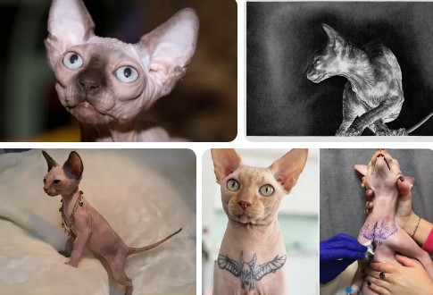 Порода кошек Сфинкс — это лысый нудист или инопланетянин, какие отзывы?