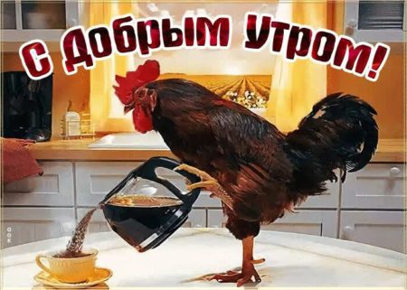 Почему Петух кричит по утрам?