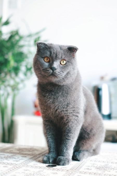 Имеет смысл завести британскую кошку?
