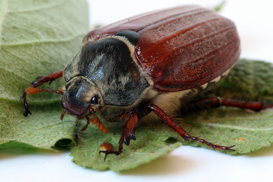 Майские жуки — опасны ли они?