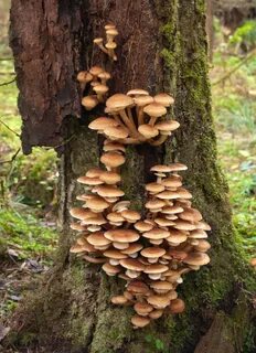 Ложные опята:- как отличить грибы?