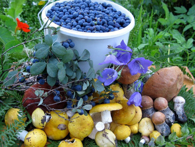 Какой срок можно получить за сбор лекарственных трав, грибов и ягод?