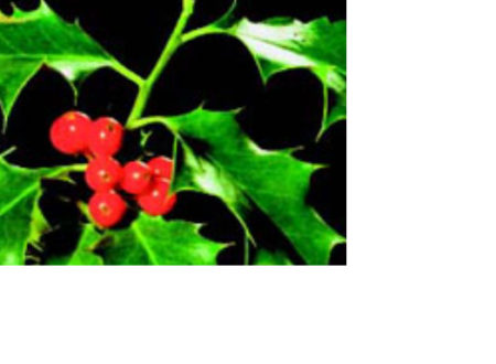 новогодняя колючка или красная рождественская ягода, как называется (см.)?