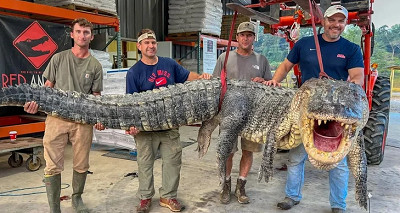 Куда охотники из США денут аллигатора пойманного из реки Язу?